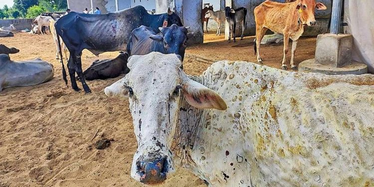 लम्पी स्किन रोगका कारण पीडित भएका किसानले अव राहत पाउने