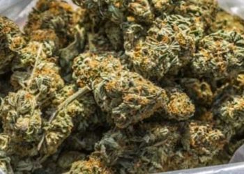 महोत्तरीबाट प्रतिबन्धित ६० किलो गाँजा बरामद