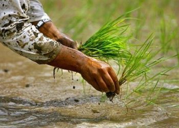 मधेस प्रदेशमा ५९ प्रतिशत मात्र धान रोपाइँ