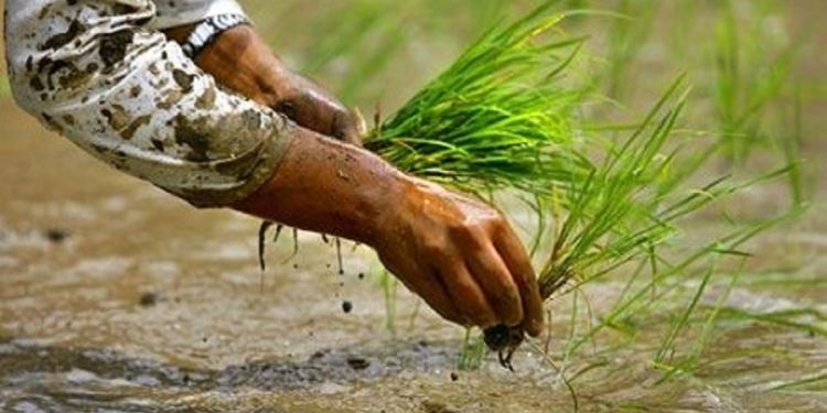 मधेस प्रदेशमा ५९ प्रतिशत मात्र धान रोपाइँ