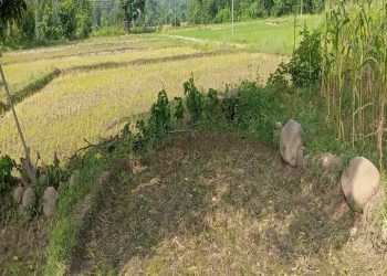 किसानको खेतमा धान सुक्दै , दोधारमा नेपाल लहान विद्युत प्राधिकरण