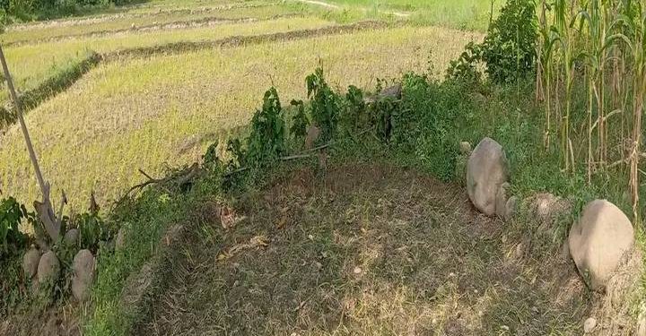 किसानको खेतमा धान सुक्दै , दोधारमा नेपाल लहान विद्युत प्राधिकरण