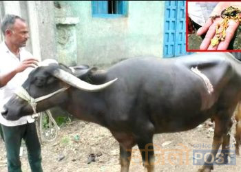 लाखौंको सुन भैसीले खाइदिएपछि अप्रेसन गरेर पेटबाट निकालियो, भैसीलाई ६५ वटा टाँका लगाइयो
