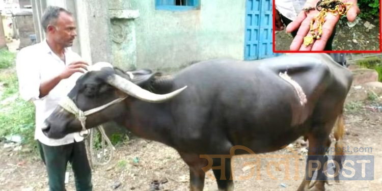 लाखौंको सुन भैसीले खाइदिएपछि अप्रेसन गरेर पेटबाट निकालियो, भैसीलाई ६५ वटा टाँका लगाइयो