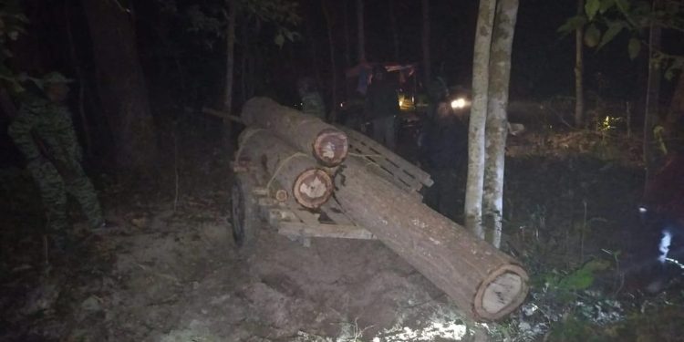 मधेश प्रदेश : अवैध सालको काठ बरामद