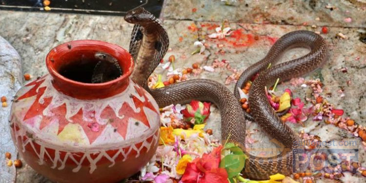रौतहटमा नाग देवता भनेर दैनिक सैयौं मानिसले पूजा गर्दै आएको सर्प मृत फेला