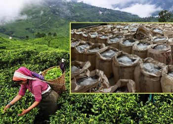नेपाली चियाको निर्यात रोकिएकोप्रति आपत्ति