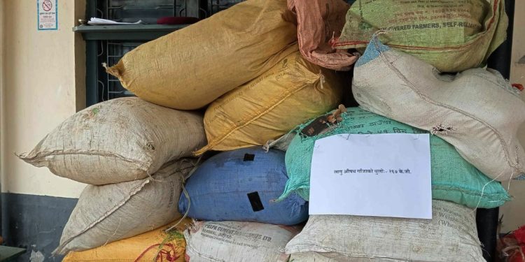 मधेस प्रदेश : ठूलो परिमाणमा लागुऔषध गाँजा र चरेस बरामद
