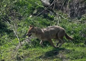 महाेत्तरीमा स्याल र कुकुरको टोकाइबाट १४ जना घाइते, तीनको अवस्था गम्भीर