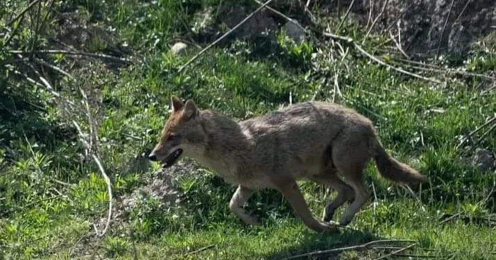 महाेत्तरीमा स्याल र कुकुरको टोकाइबाट १४ जना घाइते, तीनको अवस्था गम्भीर
