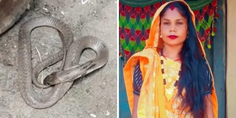 सिरहा : धामीझाँक्रीको भर पर्दा सर्पको टाेकाइबाट एक युवतीको मृत्यु
