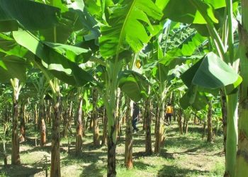 दीपावली पर्व केराखेती गर्ने किसानलाई आम्दानीको अवसर