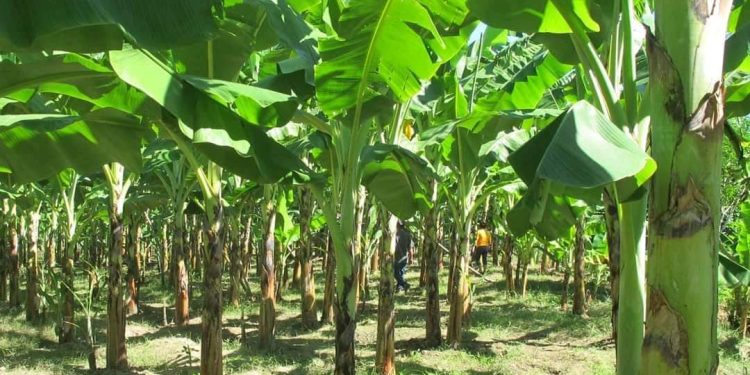 दीपावली पर्व केराखेती गर्ने किसानलाई आम्दानीको अवसर