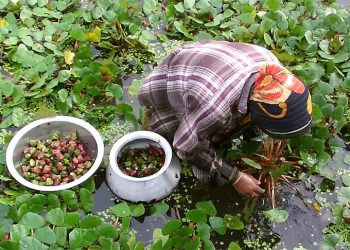 धान खेतीको विकल्पमा सिंघारा खेती