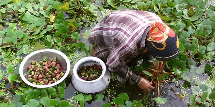 धान खेतीको विकल्पमा सिंघारा खेती