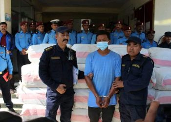 सप्तरी : टिपरमा गिटी र बालुवाले छोपेर भारततर्फ लैजादै गरिएको १७ क्विन्टल गाँजा बरामद