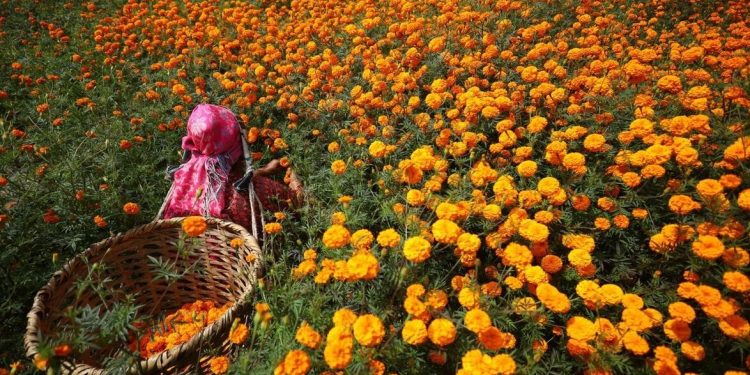 दसैँ, तिहार र छठमा पाँच करोडको फूल किनबेच