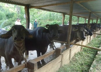 ‘अज्ञात राेग’ले भैसी धमाधम मर्न थाले, बर्दिवासका किसान चिन्तित