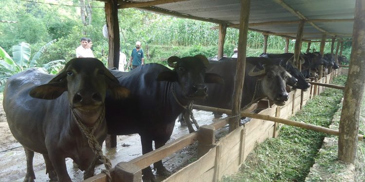 ‘अज्ञात राेग’ले भैसी धमाधम मर्न थाले, बर्दिवासका किसान चिन्तित