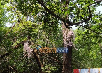 सिरहाको सलहेश फूलबारीमा फूल्यो फूल,बिहानैदेखि श्रद्धालुको घुइँचो
