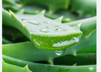 एलाेभेरासँग मुल्तानी माटाे मिसाएर लगाउनुहाेस्, हुन्छ अनुहार चम्किलाे