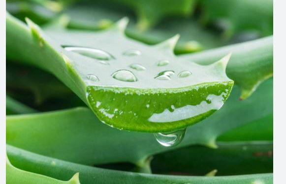 एलाेभेरासँग मुल्तानी माटाे मिसाएर लगाउनुहाेस्, हुन्छ अनुहार चम्किलाे