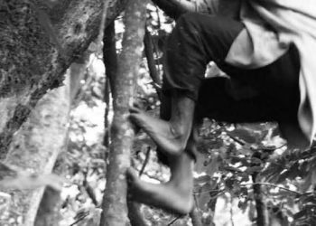 सप्तरीमा रुखबाट लडेर एक वृद्धको मृत्यु