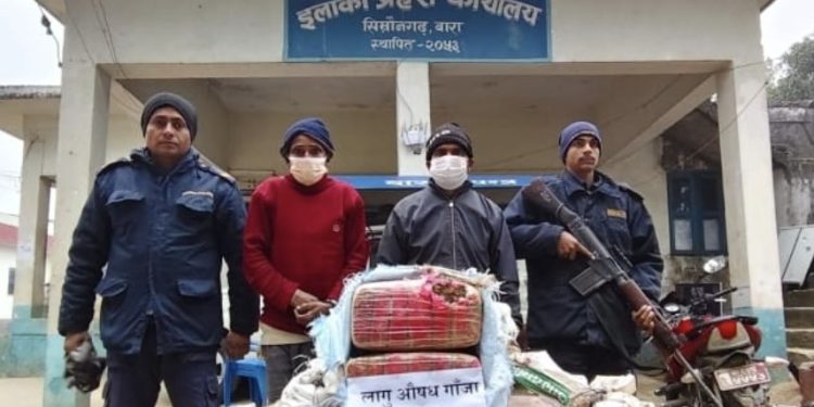 ६४ केजीभन्दा बढी गाँजासहित दुई भरिया रंगेहात पक्राउ