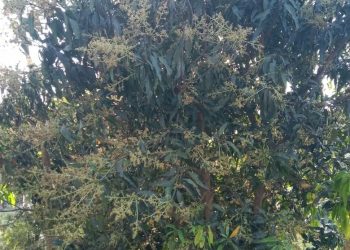 मधेस प्रदेशमा यस वर्ष आँप उत्पादनमा वृद्धि हुने