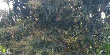 मधेस प्रदेशमा यस वर्ष आँप उत्पादनमा वृद्धि हुने