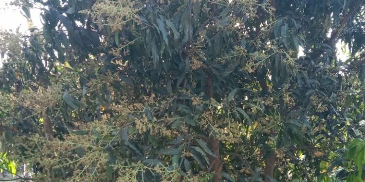 मधेस प्रदेशमा यस वर्ष आँप उत्पादनमा वृद्धि हुने
