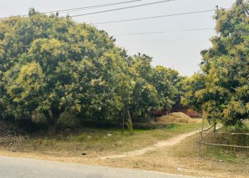 यस वर्ष आँपमा राम्रो मञ्जरी, उत्पादन बढ्ने अपेक्षा