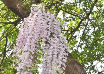 सलहेश फूलबारी मेलामा भक्तजनको चहलपहल