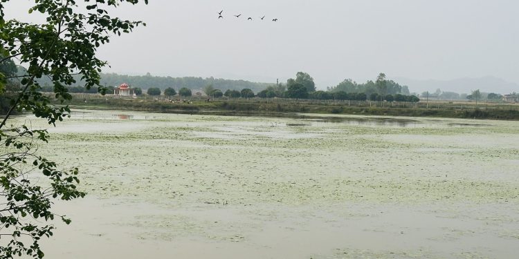 ओझेलमा देवीदह, संरक्षण नहुँदा चराको बासस्थान मासिँदै