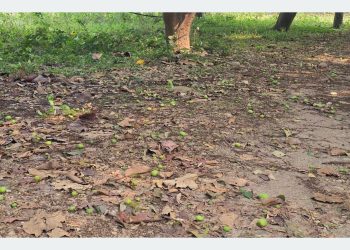 हुरीले आँपको चिचिला झारेपछि किसान चिन्तित