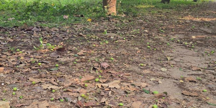 हुरीले आँपको चिचिला झारेपछि किसान चिन्तित