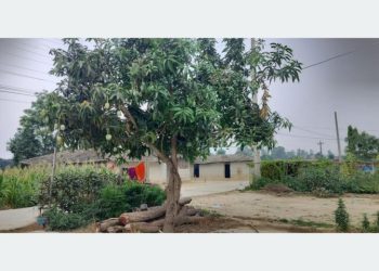 बोट एउटाः आँपका जात दुई वटा