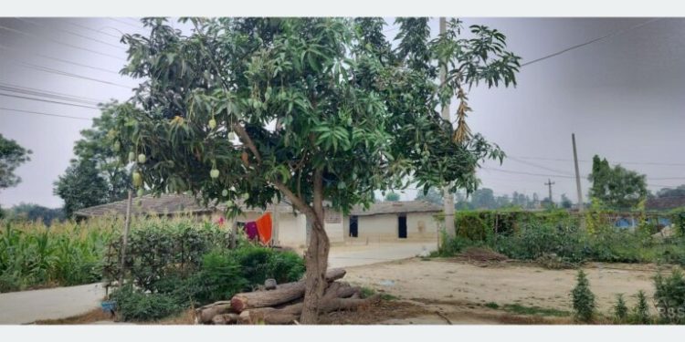 बोट एउटाः आँपका जात दुई वटा