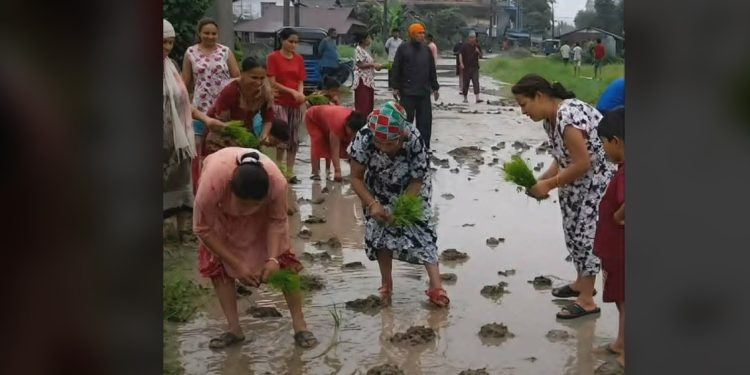 सडकमै धान रोप्न बाध्य जनताः असफल राजनीति र झुटा आश्वासनको लाजमर्दो तस्वीर !