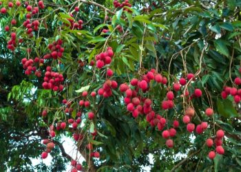 लिच्ची धेरै खाँदा बढनेछ माेटाेपना, बिग्रन सक्छ पाचन प्रणाली