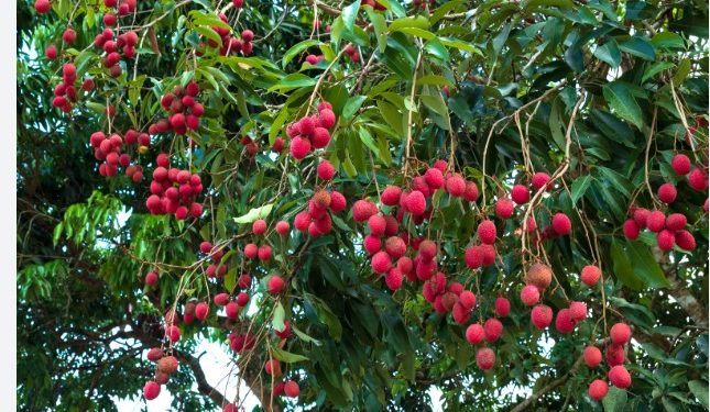 लिच्ची धेरै खाँदा बढनेछ माेटाेपना, बिग्रन सक्छ पाचन प्रणाली