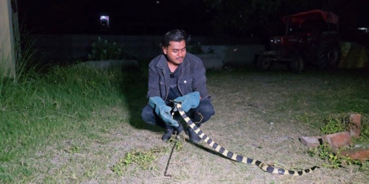रमेश, जसले सर्पसँग बिताए आठ वर्ष, १३ सय बढी सर्पकाे उद्धार