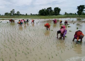 मधेशमा धान रोपाइँ तीव्र हुदाँ मलको हाहाकार, सरकारकाे दावी झुटाे