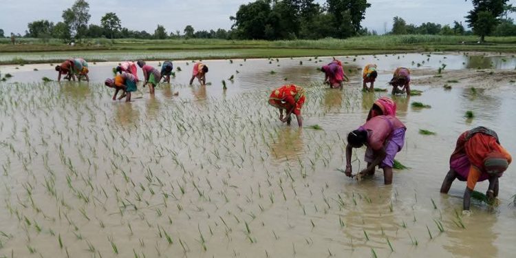 मधेशमा धान रोपाइँ तीव्र हुदाँ मलको हाहाकार, सरकारकाे दावी झुटाे