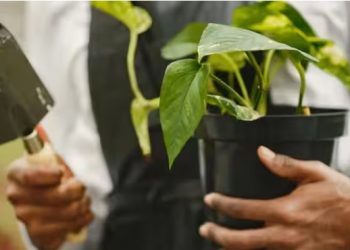 यो बर्षायाम घरमा मनि प्लान्ट लगाउनुहोस, उन्नती र शान्ति प्राप्त गर्नुहोस