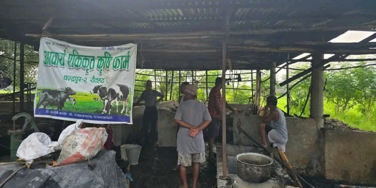 रौतहटमा कृषि फार्मको गोठमा आगलागी : ७ चौपाया जलेर मरे, ९ लाखको क्षति