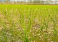 सिँचाइ अभावले मधेशमा धान उत्पादन घट्दै,  ४९.४४ प्रतिशत क्षेत्रफलमा मात्र सिचाई सुविधा