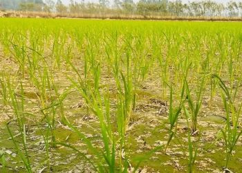 सिँचाइ अभावले मधेशमा धान उत्पादन घट्दै, ४९.४४ प्रतिशत क्षेत्रफलमा मात्र सिचाई सुविधा