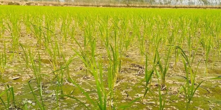 सिँचाइ अभावले मधेशमा धान उत्पादन घट्दै,  ४९.४४ प्रतिशत क्षेत्रफलमा मात्र सिचाई सुविधा