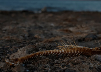 जलवायु परिवर्तन र कृषि सङ्कटले द्वन्द्व तथा विस्थापनको जोखिम बढाउँदै : अनुसन्धान